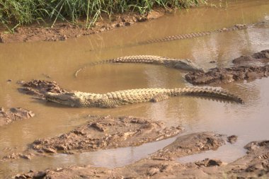 Çamurlu Su Tarafı Görünümünde Üç Timsah