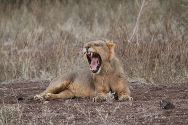 Lioness Resting Ground Yawning — Stock Photo, Image