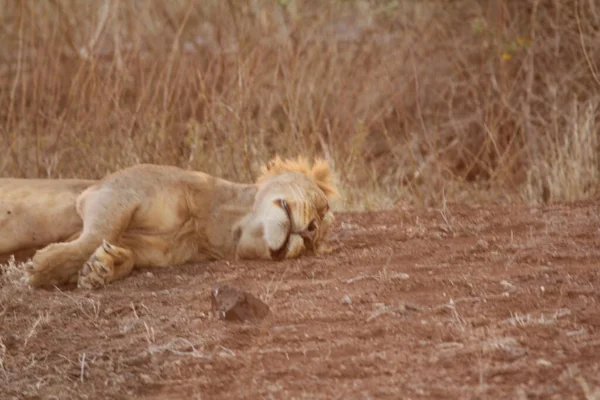 Leona Durmiendo Suelo Del Bosque — Foto de Stock