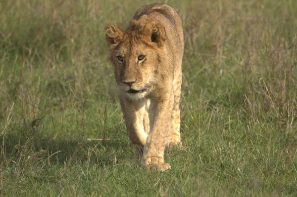 Lionne Marche Sur Les Prairies Vertes — Photo