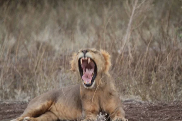 Lioness Mouth Opened Widest — Stock Photo, Image