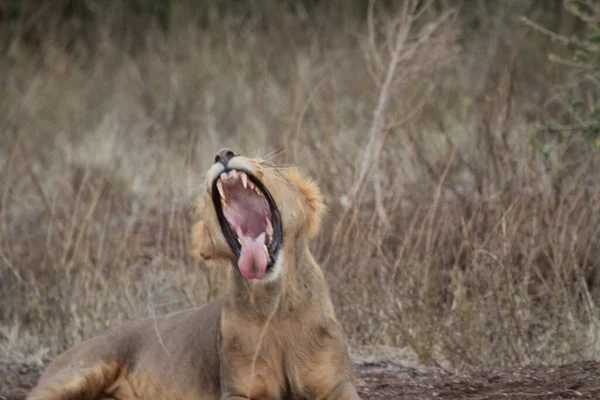 Lionne Avec Bouche Grande Ouverte — Photo