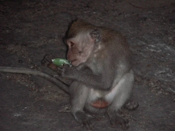 猴子转过头吃东西 — 图库照片