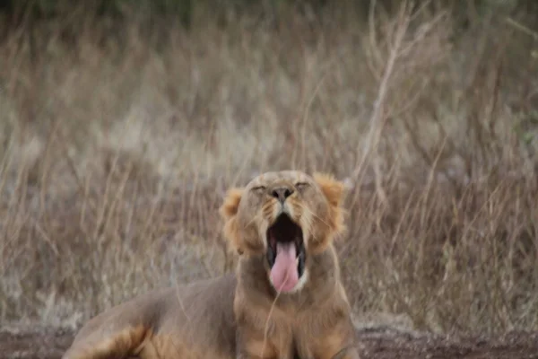 Löwin Gähnt Einem Sonnigen Tag — Stockfoto