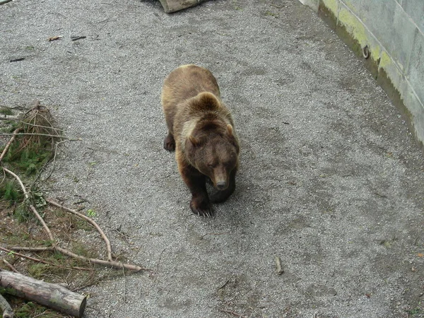 Kodiak Bear Walking Pomalu Zavřít Pohled — Stock fotografie