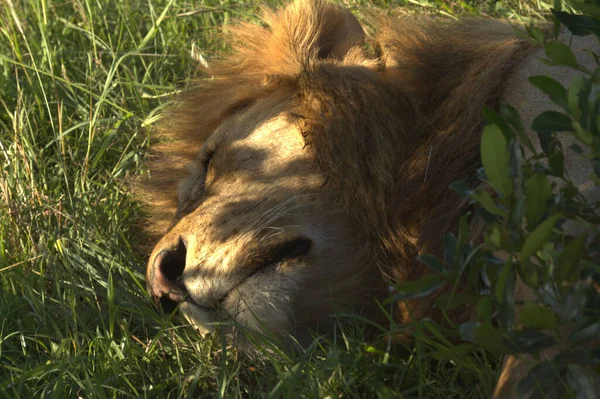 Lion Asleep Ground Close View — Zdjęcie stockowe