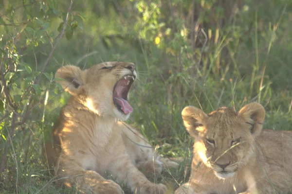 Lion Cubs Jour Ensoleillé — Photo