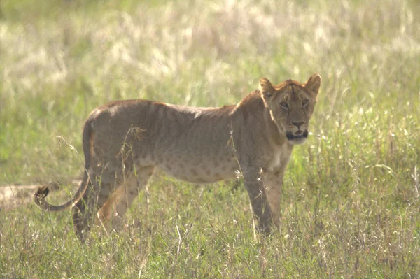 Leeuwin Kenia Staande Tussen Gras — Stockfoto