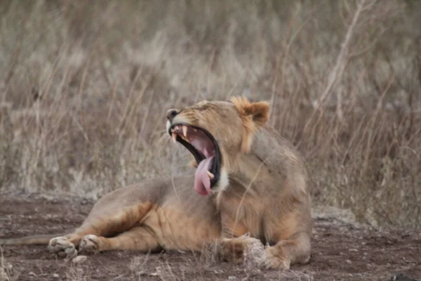 Львица Африканском Лесу — стоковое фото