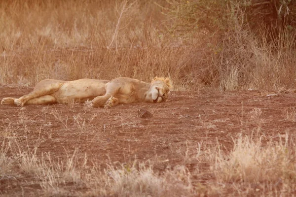 Lioness Βρίσκεται Στο Δάσος Άποψη — Φωτογραφία Αρχείου