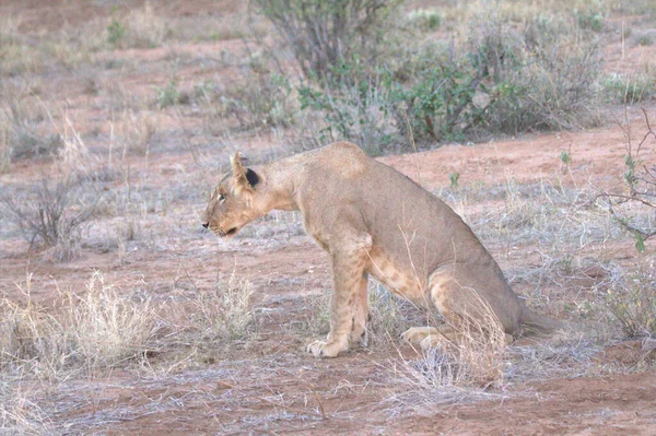 Lionne Kenya Assise Sur Sol — Photo