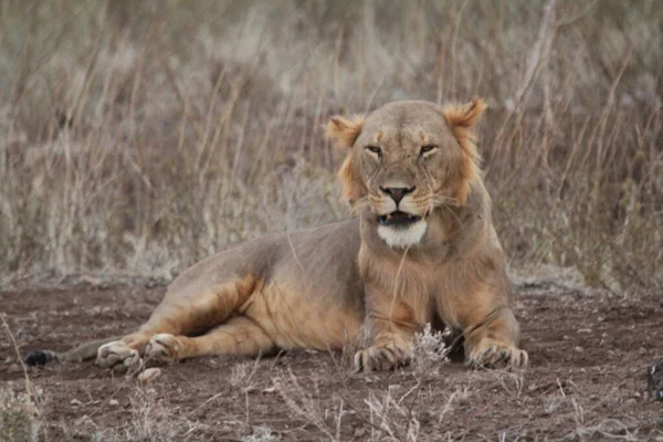 Löwin Auf Trockenem Boden Sichtweite — Stockfoto