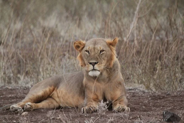 Lioness Ξεκουράζεται Στο Αφρικανικό Δάσος — Φωτογραφία Αρχείου