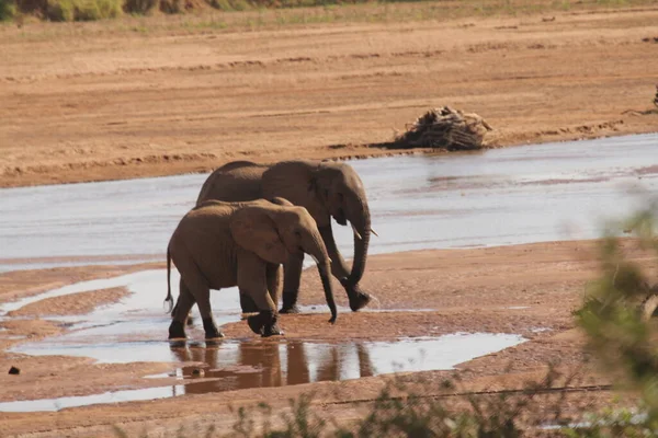 Два Слона Возле Источника Воды — стоковое фото