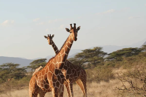 Duas Girafas Num Dia Ensolarado — Fotografia de Stock