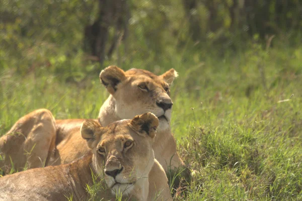 Deux Lionnes Par Une Journée Ensoleillée — Photo