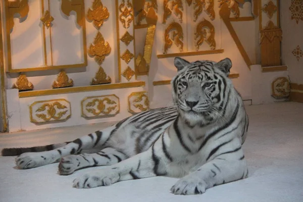 Weißer Tiger Starrt Die Kamera — Stockfoto