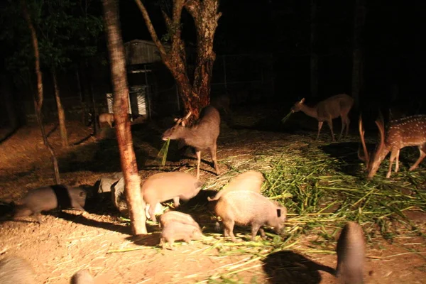 Ночная Сцена Поедание Свиньи Оленя — стоковое фото