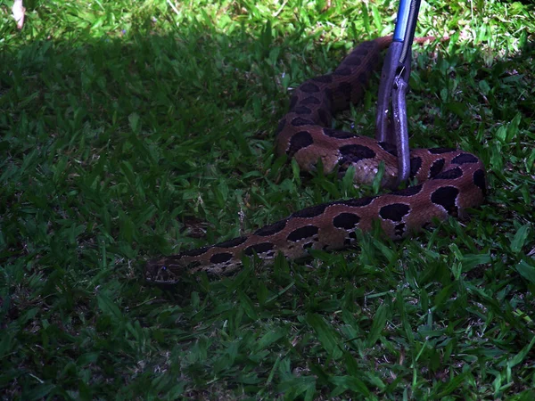 在后院发现的蟒蛇 — 图库照片