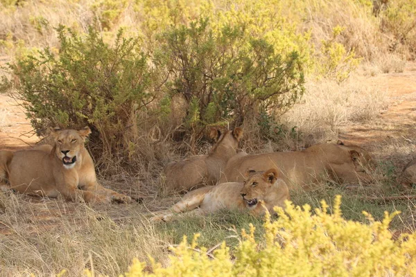 Fierté Des Lions Près Arbuste — Photo