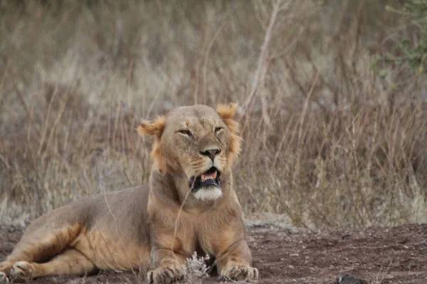 Resting Lion Yawn — Stock Photo, Image