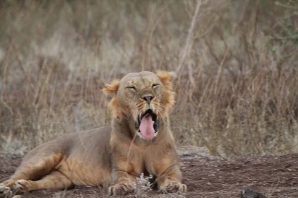 Resting Lion Mouth Open — стоковое фото