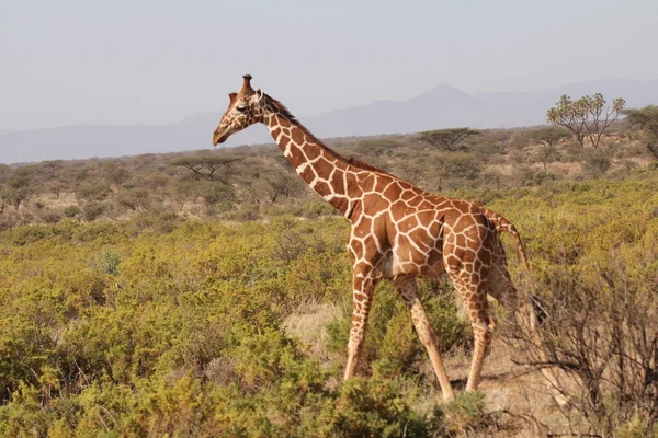 Singola Giraffa Vicino Sunny Hillside — Foto Stock