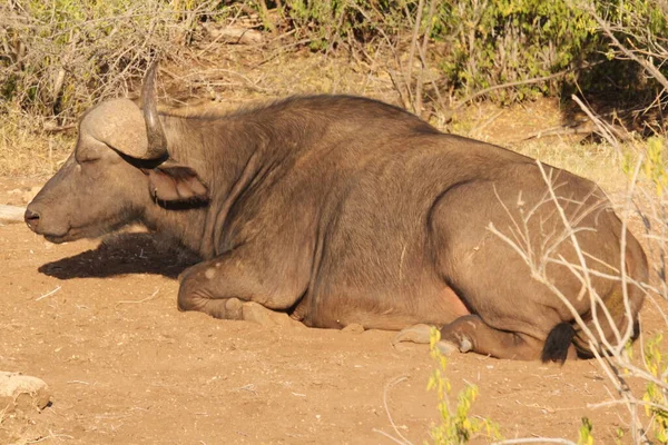 昼間側の景色の間にBisonに座る — ストック写真