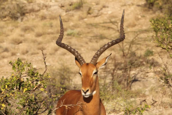 Stehende Gazelle Posiert Der Nähe — Stockfoto