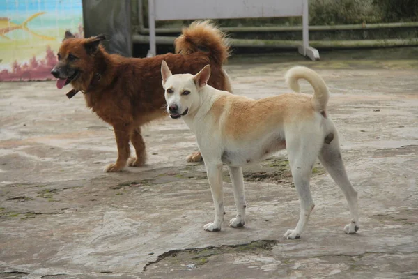 Коричневые Белые Уличные Собаки — стоковое фото