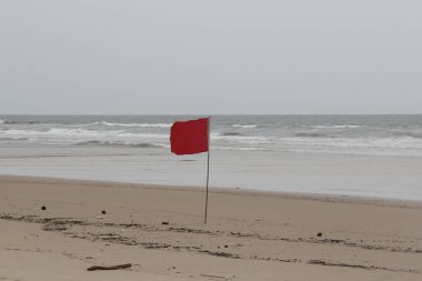 Sahildeki palmiye ağaçları