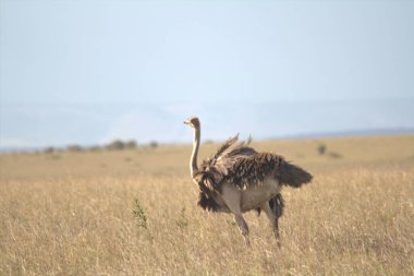 Tek Devekuşu Sola Yakın Bakıyor