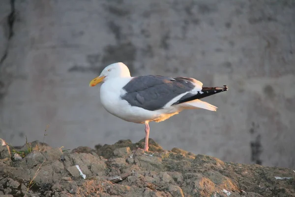 Mar Gaviota Durmiendo Una Pierna —  Fotos de Stock