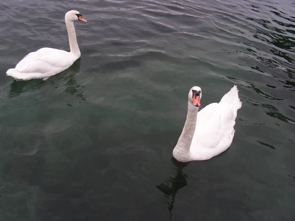 Two Swans in Water Close View