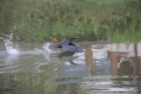 Літаючий Чорний Птах Над Водою — стокове фото