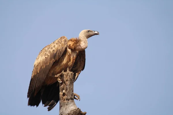 Cape Vulture Patrząc Bliska — Zdjęcie stockowe