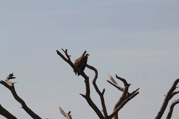 秃鹫角一个人坐在树枝上 — 图库照片