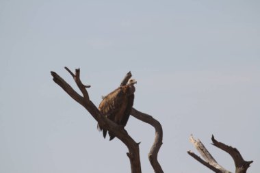 Ağaç dalında oturan Akbaba Burnu