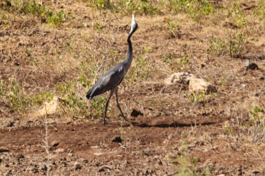 Heron yukarı bakıyor ve yürüyor.