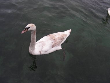 Suda Yüzen Bir Kuğu