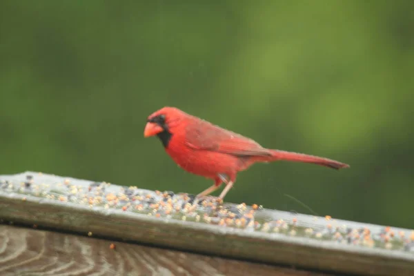 Cardinal Oiseau Sur Planches Bois — Photo