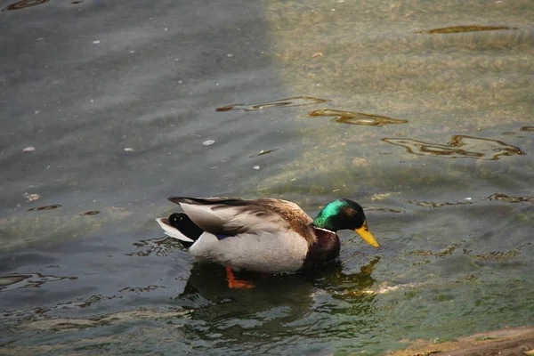 Colorful Duck Relaxing in Water