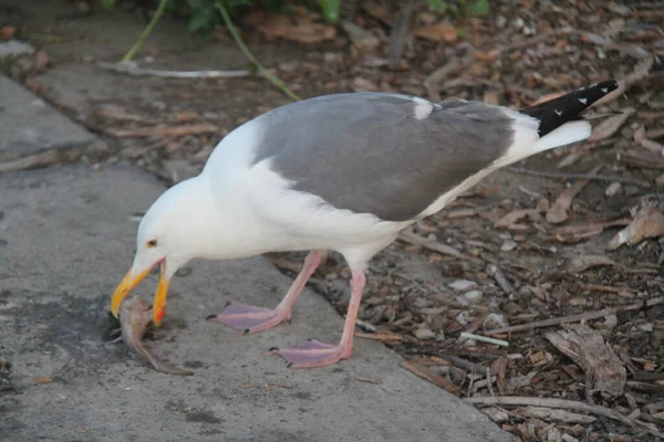 Mouette Mer Piquant Des Poissons Sur Route — Photo