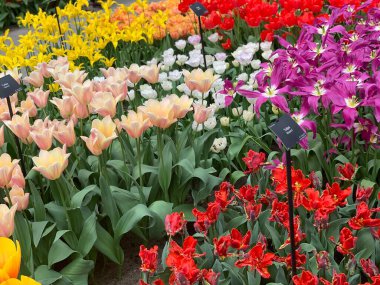 Bahçede çok renkli laleler