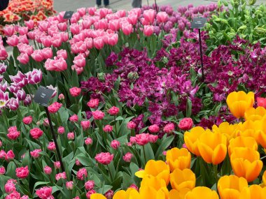 Bahçede çok renkli laleler