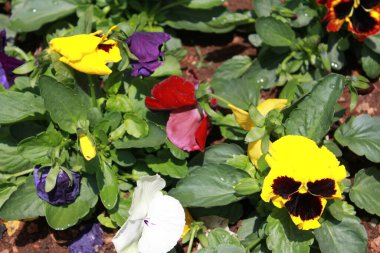 Bitkide Güzel Pansy Çiçekleri