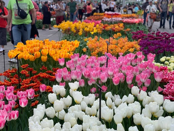 Muitas Flores Tulipa Exposição — Fotografia de Stock