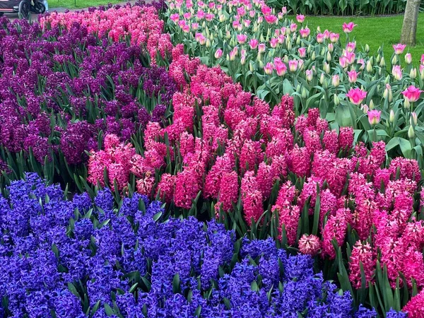 Plantas Tulipa Multicoloridas Vista Distante — Fotografia de Stock