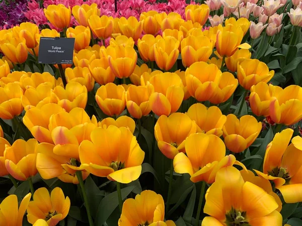 Laranja Tulipa Flores Com Placa Vista Distante — Fotografia de Stock