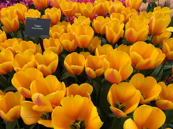 Flores Tulipa Laranja Com Placa Perto Vista — Fotografia de Stock